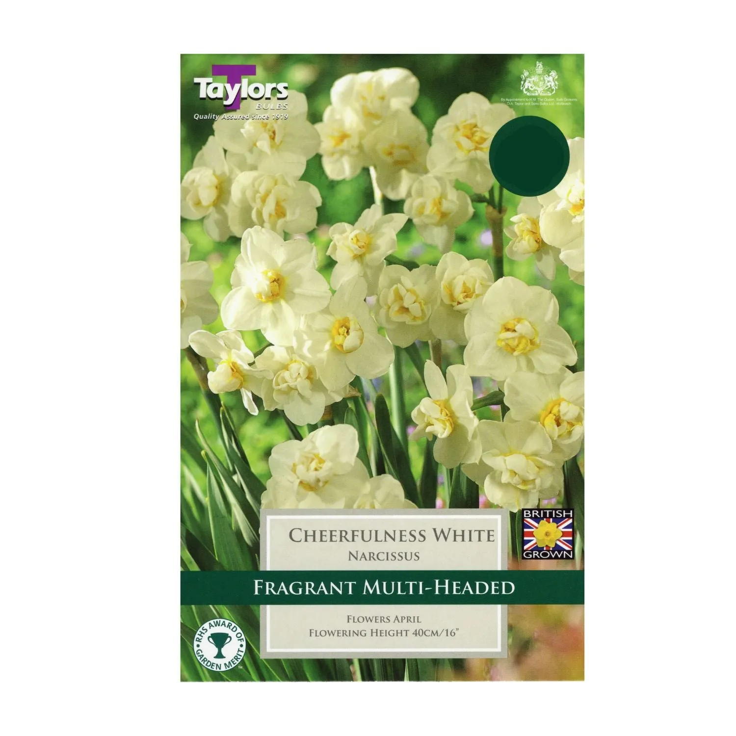 Taylors 7 White Cheerfulness Narcissus Daffodil Bulbs