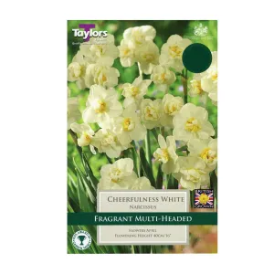 Taylors 7 White Cheerfulness Narcissus Daffodil Bulbs